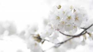 Agnee Funeral Services